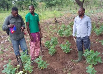 Farmers encouraged to venture into Soya beans production.