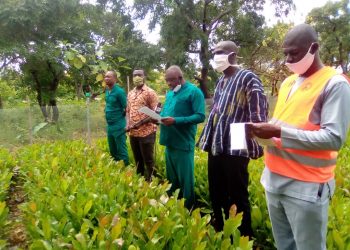 600,000 cashew seedlings to be distributed to farmers in Wa West District.