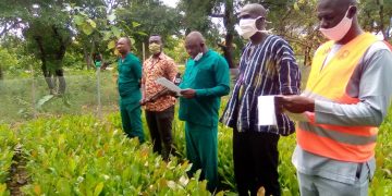 600,000 cashew seedlings to be distributed to farmers in Wa West District.
