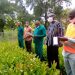 600,000 cashew seedlings to be distributed to farmers in Wa West District.