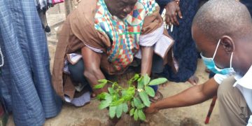 Bolewura, Sarfo Kutugefeso ( I ) joins campaign to restore Ghana’s vegetation cover.