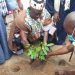 Bolewura, Sarfo Kutugefeso ( I ) joins campaign to restore Ghana’s vegetation cover.