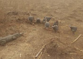 Strange crocodile invades Doorlanakoraa community.