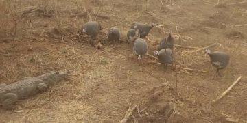 Strange crocodile invades Doorlanakoraa community.