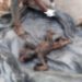 5- year- old boy burnt to ashes at Dakuripe.