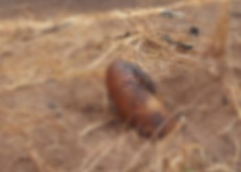 Dead body discovered at Chorinbang in Bole.