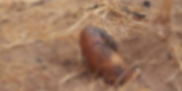 Dead body discovered at Chorinbang in Bole.