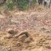 Unidentified body found at Sawla.