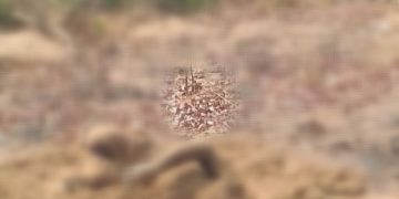 Unknown dead man found buried halfway in Sawla finally known.