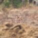 Unknown dead man found buried halfway in Sawla finally known.