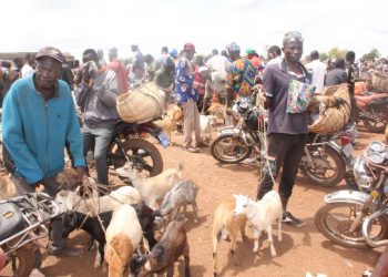 North-East Region Agirc. Director calls on investors to patronize Gbintire livestock market.