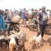 North-East Region Agirc. Director calls on investors to patronize Gbintire livestock market.