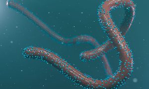 No Marburg virus case recorded in Sawla- Tuna- Kalba District – District Health Director.