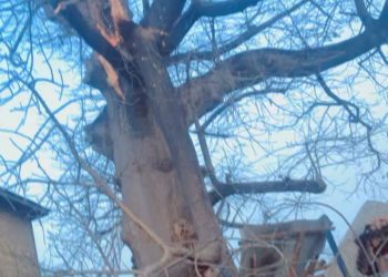 Hanging’ tree poses danger to Bole residents