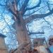 Hanging’ tree poses danger to Bole residents